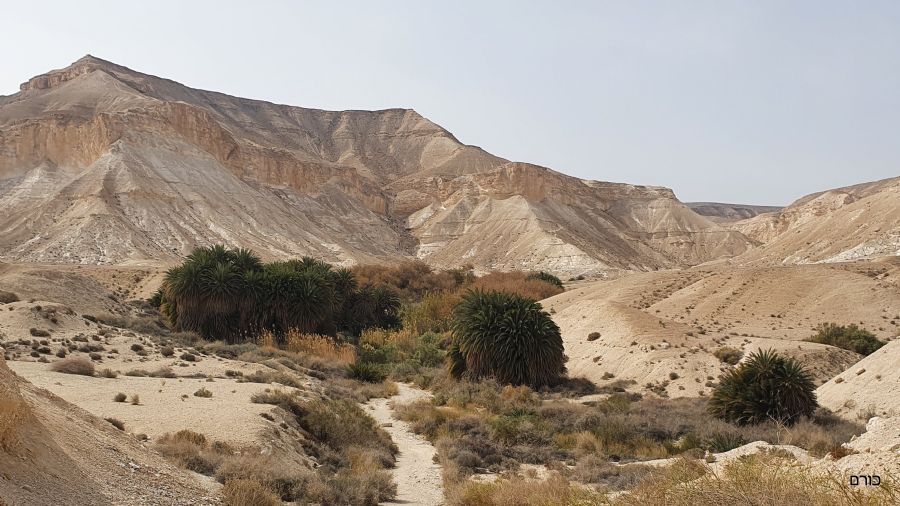 עין שביב